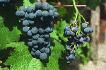 Exemples de symptômes de Flavescence dorée et de Bois noir sur la vigne 'Pinot noir' - Fruits atteints