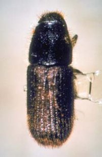 Adult Hylurgus ligniperda (4-6 millimetre long). Note reddish hairs on the declivity and front of the head.