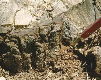 Reddish-brown frass around stump attacked by Hylurgus ligniperda.