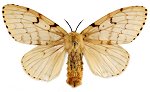 Asian gypsy moth - Natural Resources Canada