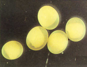 Figure 1, Eggs.
