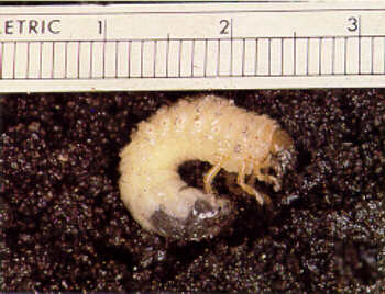 Figure 2, Third instar larva.