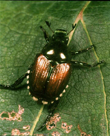 Figure 5, Adult Japanese Beetle.