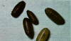 pupae