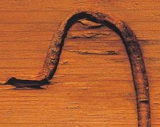 Galerie larvaire (5 à 20 centimètre de longueur) de Sirex noctilio, tapissée de fibres de bois déchiqueté.