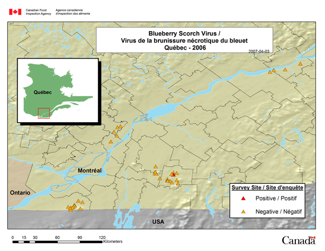 Cette carte illustre les résultats de l'enquête sur la brunissure nécrotique du bleuet menée au Québec en 2006.