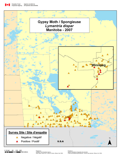 Carte d'enquête de Lymantria dispar, Manitoba 2007