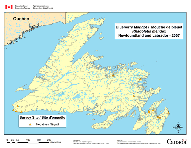 Carte d'enquête de Rhagoletis mendax, Terre-Neuve 2007