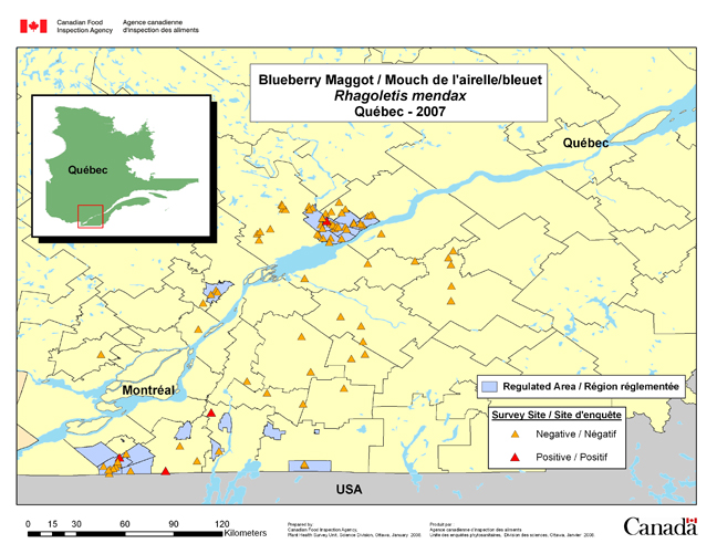 Carte d'enquête de Rhagoletis mendax, Québec 2007