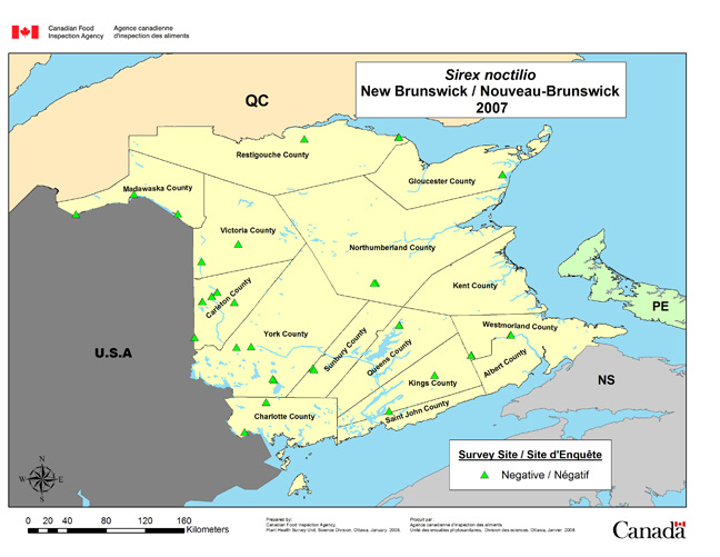 Carte d'enquête de Sirex noctilio, Nouveau-Brunswick 2007