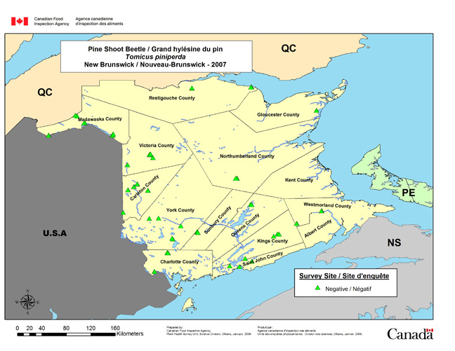 Carte d'enquête de Tomicus piniperda, Nouveau-Brunswick 2007