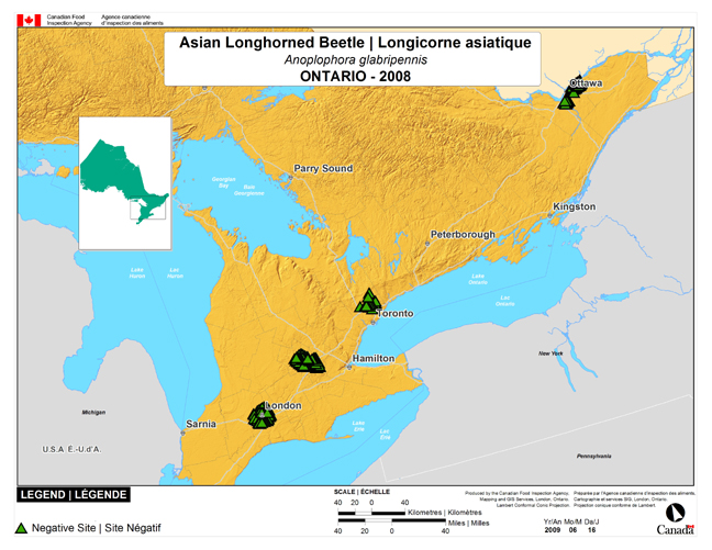 This map shows surveying sites for Asian longhorned bettle in the municipalities of Markham, Kitchener/Waterloo, London and Ottawa (Ontario). There were 0 positive locations found in the 570 survey locations.