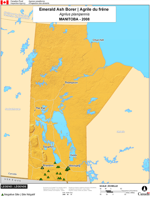 Cette carte montre les sites de dépistage de l'agrile du frêne dans le sud du Manitoba. Aucun (0) site positif n'a été observé parmi les 30 sites de dépistage.