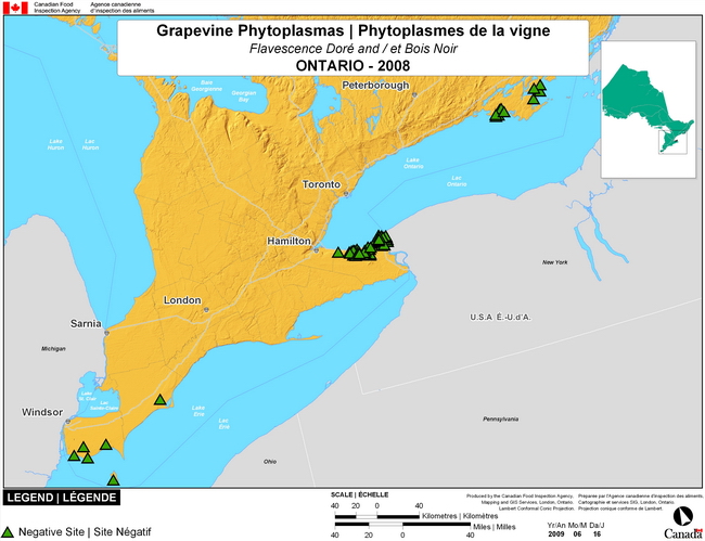 This map show surveying sites for Grapevine Phytoplasma in southern Ontario. There were 0 positive sites found in 89 sites.