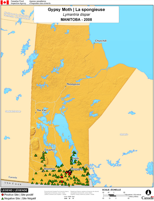 Cette carte montre les sites de dépistage de la spongieuse nord-américaine au Manitoba. Cinq (5) pièges positifs ont été observés parmi les 320 pièges.