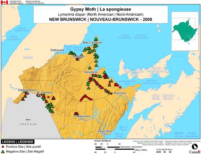 This map shows surveying sites for North American Gypsy Moth in New Brunswick. There were 72 positive traps found in 199 traps.