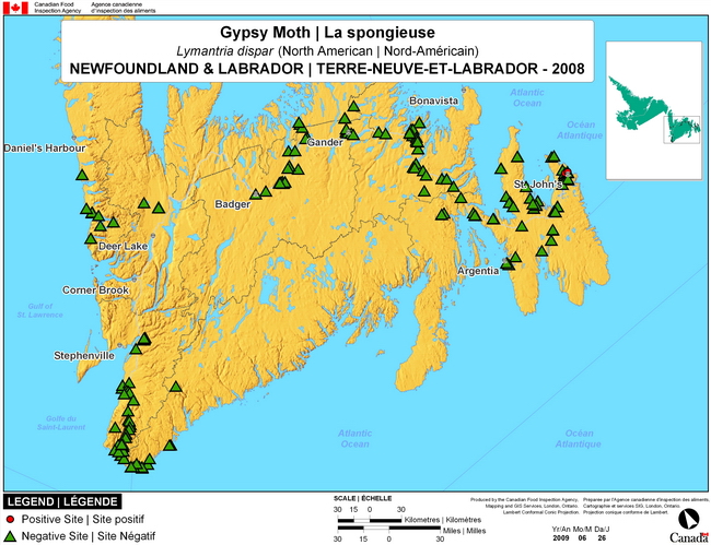 This map shows surveying sites for North American Gypsy Moth in Newfoundland. There were 2 positive traps in St. John's found in 386 delta traps.