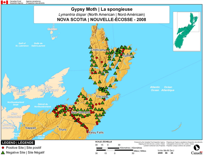 This map shows surveying sites for North American Gypsy Moth in Nova Scotia. There were 66 positive traps found in 196 traps.