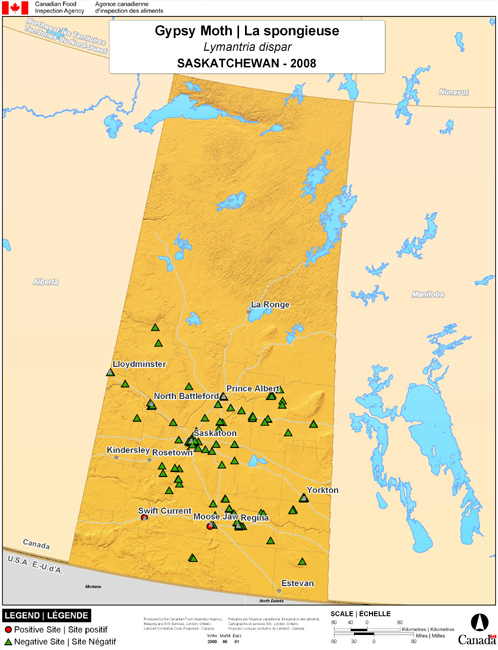 Cette carte montre les sites de dépistage de la spongieuse nord-américaine en Saskatchewan. Deux (2) pièges positifs ont été observés à Moose Jaw et à Swift Current parmi les 239 pièges.