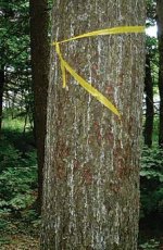 Résine s'écoulant d'un arbre infesté par le Tetropium fuscum, .