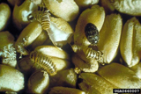 Un trogoderme adulte avec plusieurs larves de trogoderme sur du blé commun