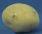 Tuber