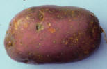 tuber