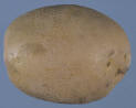 Tuber