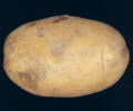 tuber