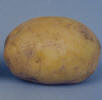 Tuber