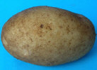 Tuber