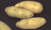 Tubers