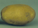 tuber