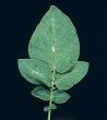 Leaf