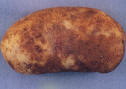 Tuber