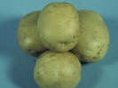 tuber