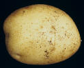 Tuber