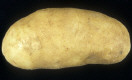 Tuber