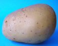 Tuber