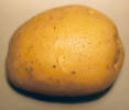 Tuber