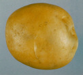 Tuber