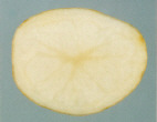 Sliced tuber