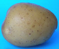 Tuber