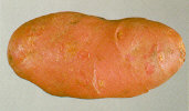 Tuber