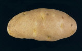 Tuber