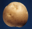 Tuber