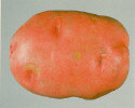 Tuber