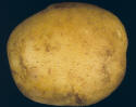 Tuber