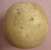 Tuber