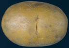 tuber